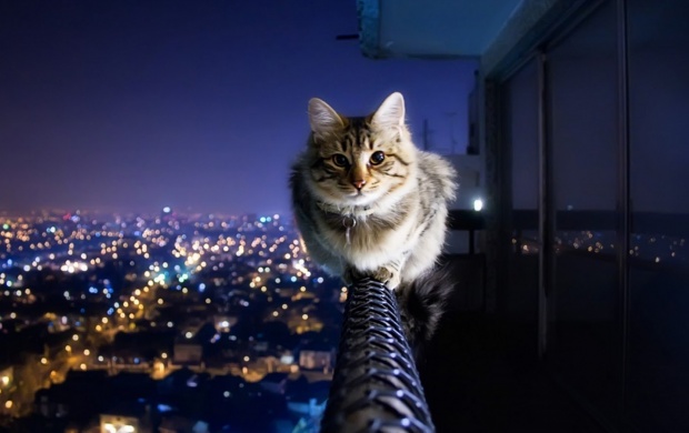 Fearless Cat