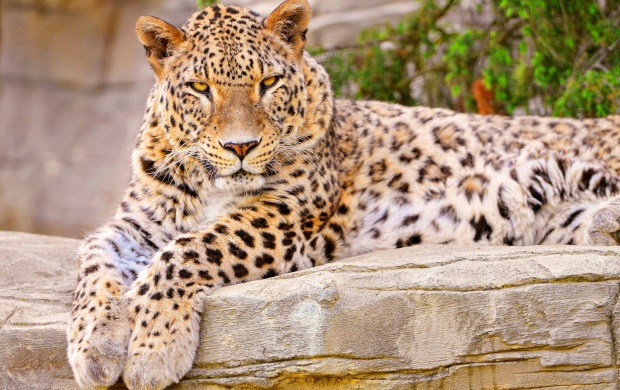 Female Leopard Rests On The Stone