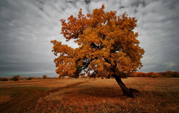Field In Autumn Tree