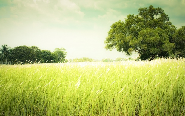 Field Of Green Grass