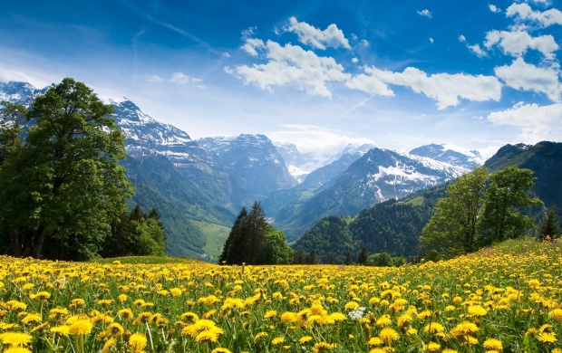 Field Of Yellow Flowers In The Mountains