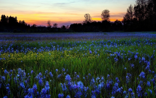 Field With Blue Flowers