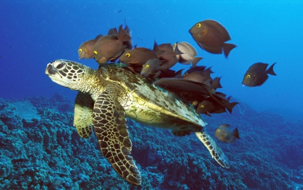 Fish Feeding on Turtle Back