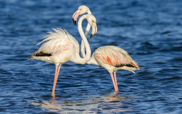 Flamingo Couple At Ripples