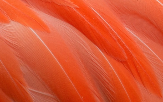 Flamingos Feathers