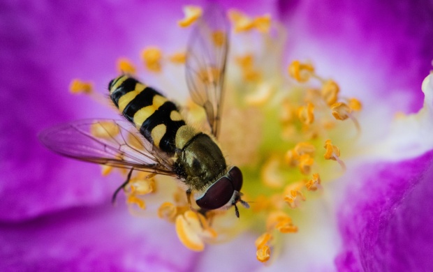 Flower Stamens On Bee