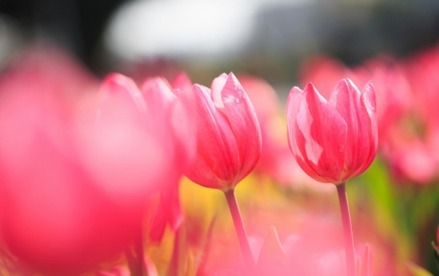 Flowers Pink Tulips Field