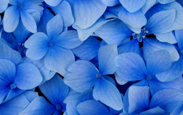 Flowers With Blue Petals