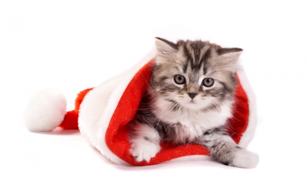 Fluffy Cat In Santa Hat