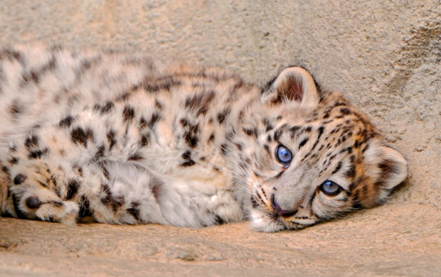 Fluffy Snow Leopard Kitten Is Looks