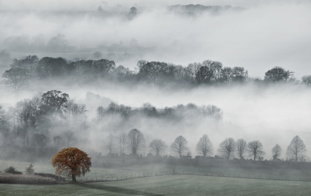 Foggy Hills With Trees