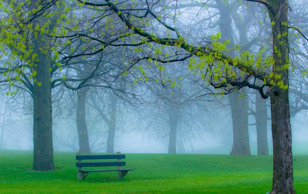 Foggy Park In Bench
