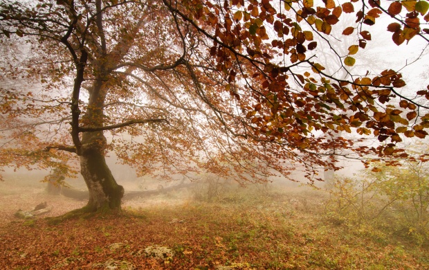 Forest Fog Autumn Tree