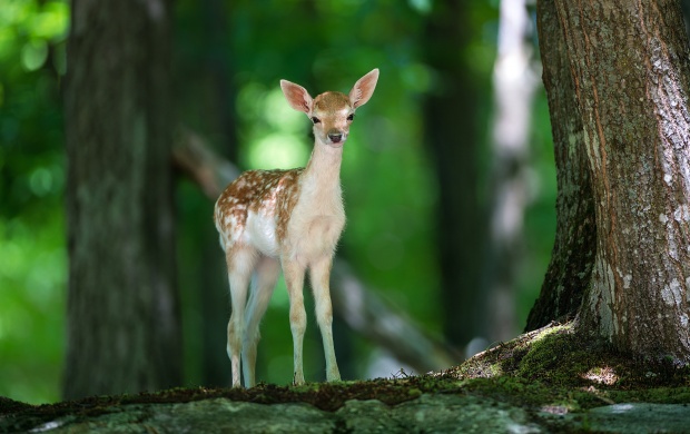 Forest In Baby Deer
