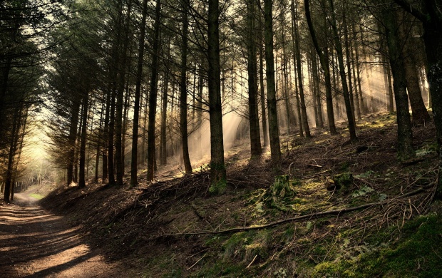 Forest Pathway And Sun Rays