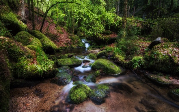 Forest River And Moss