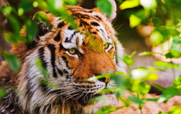 Forest Tiger