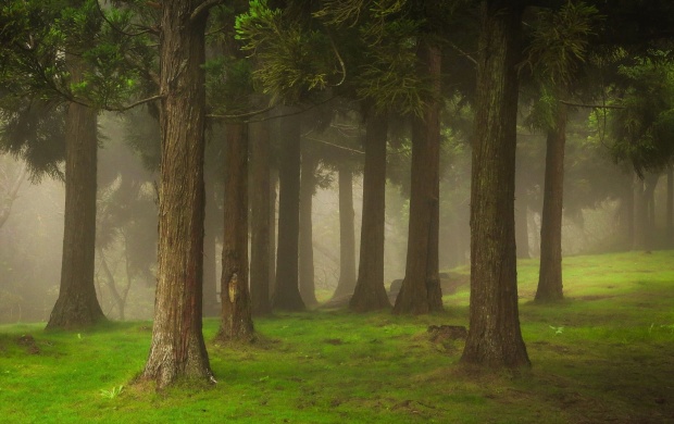 Forest Trees And Mist