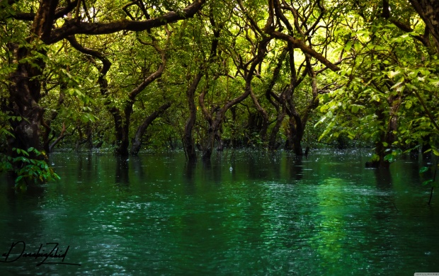 Forest Trees in the Water