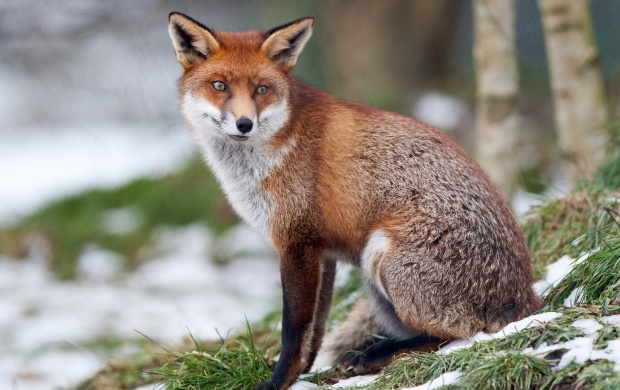 Fox Sitting On Grass