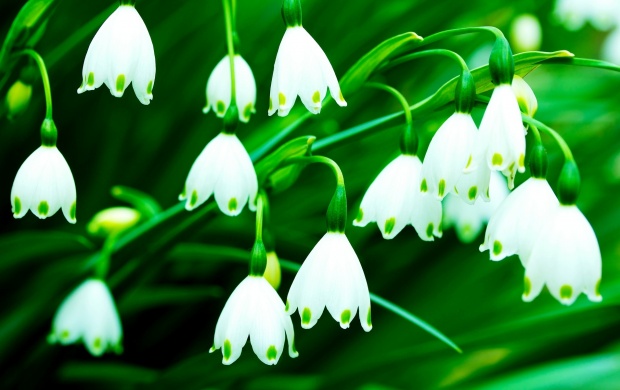 Fragrance Lily Of The Valley Flowers