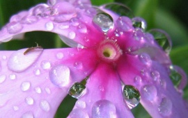 Fresh Dew Drop (click to view)