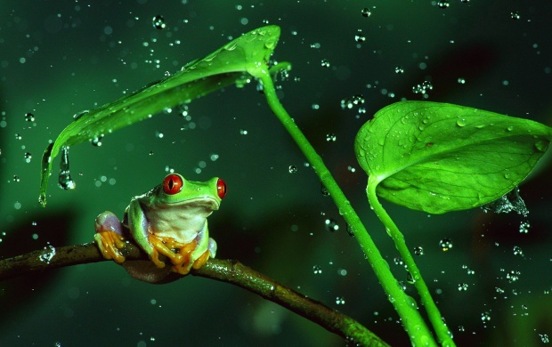 Frog And Rain