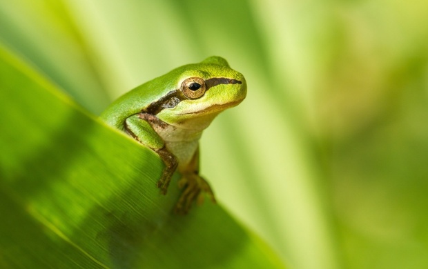 Frog Nature Background