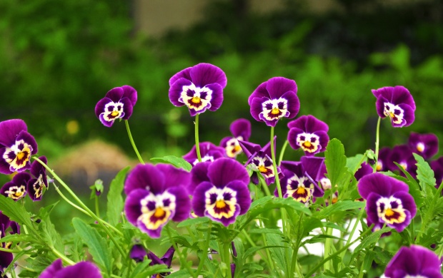 Funny Purple Flowers