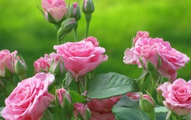 Garden Roses (click to view)