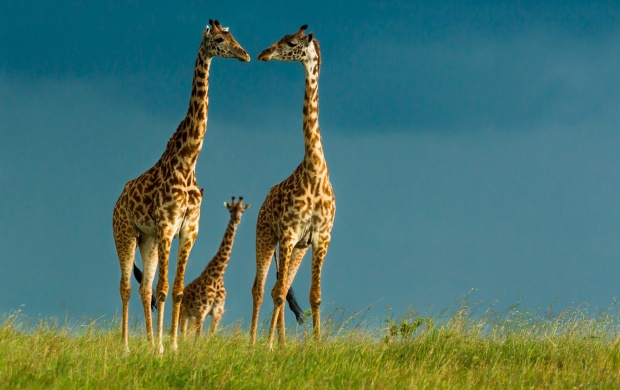 Giraffe Couple Love