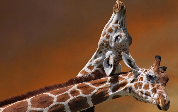 Giraffe Necking