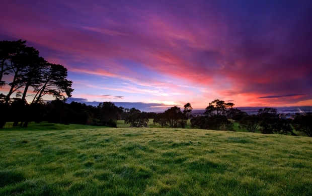 Grass Field and Purple Sky
