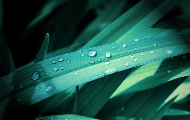 Grass Leaves On Drops