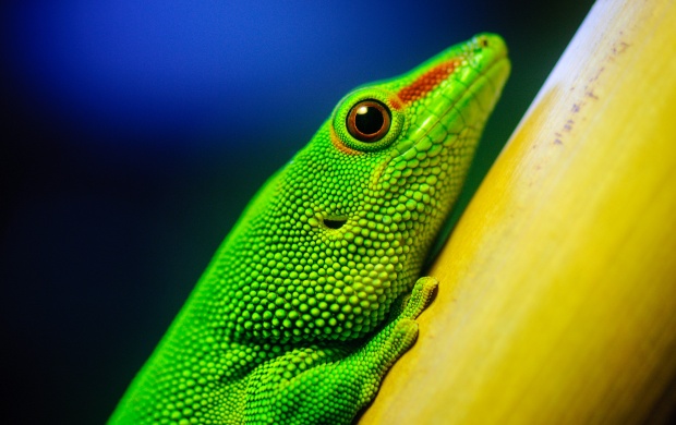 Green Lizard Closeup