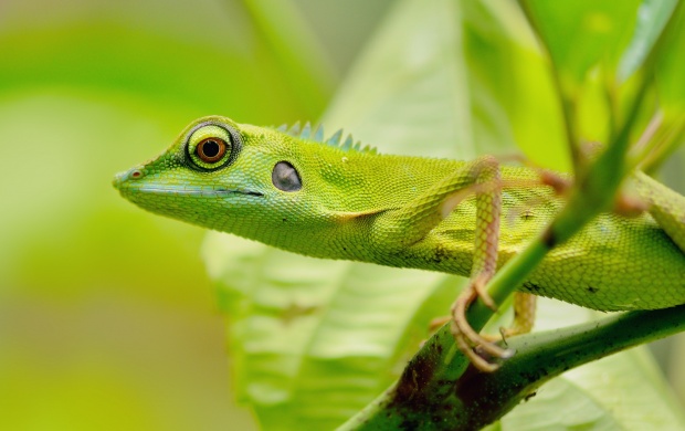Green Lizard Eyes