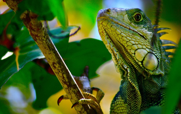 Green Lizard In Branch
