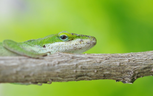 Green Lizard On Branch