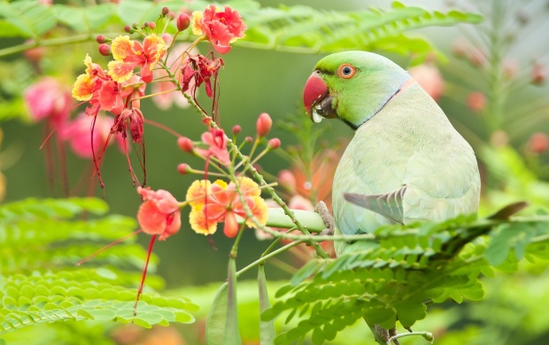 Green Parrot Bird With Flowers