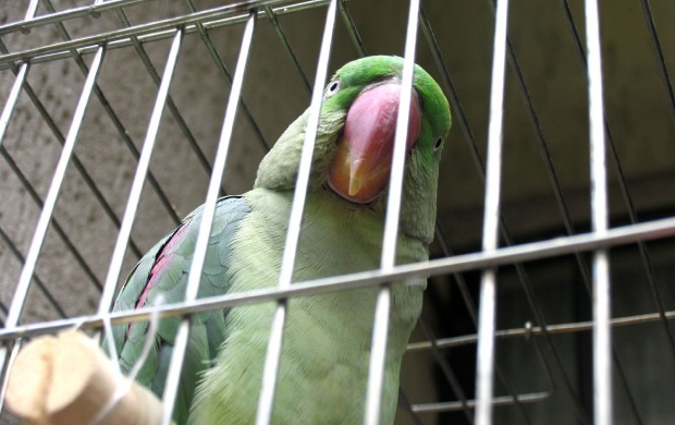 Green Parrot in Cage