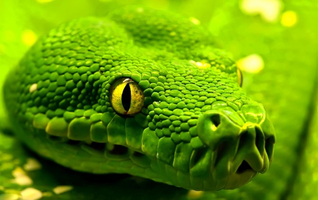 Green Snake Closeup