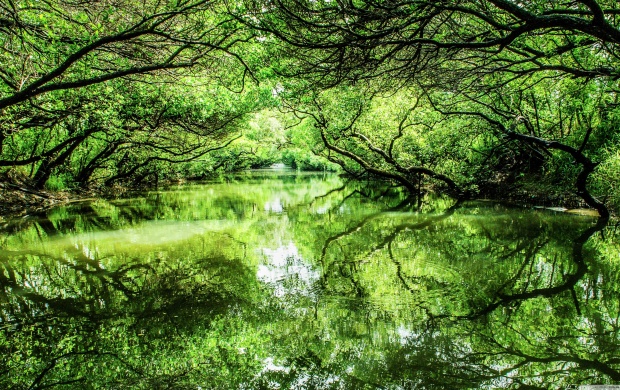 Green Trees Lake Reflection