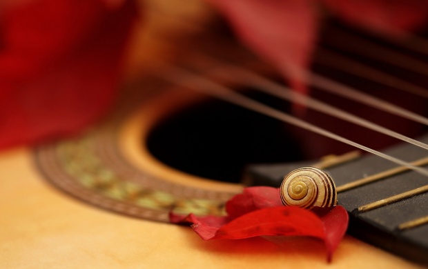 Guitar Snail And Rose Petals