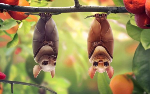 Hanging Bats