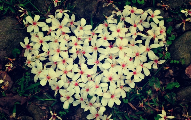 Heart Shaped Flowers