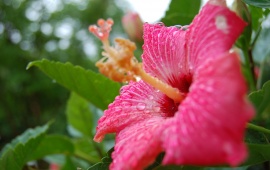 Hibiscus Flower (click to view)