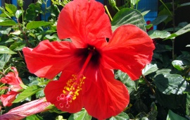 Hibiscus Rosa-Sinensis (click to view)