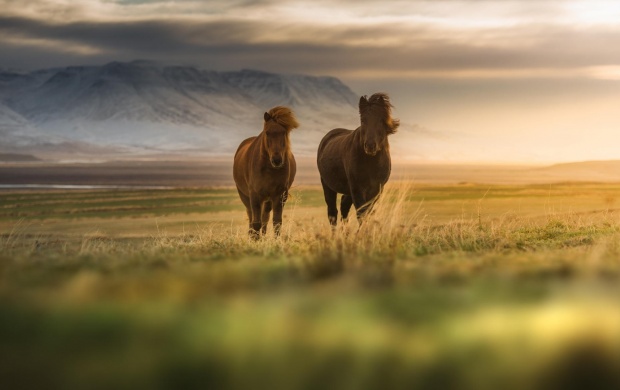 Horse Couple In Grassland Field