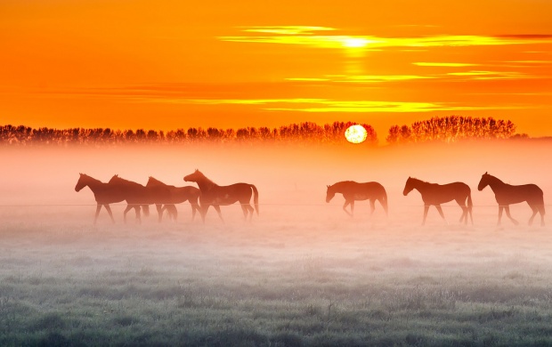 Horses Field Fog