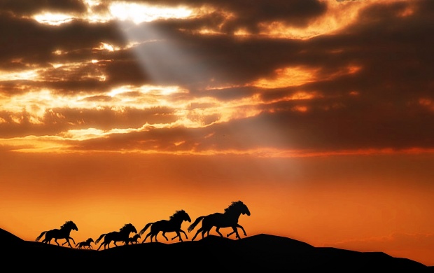 Horses Running At Sunset